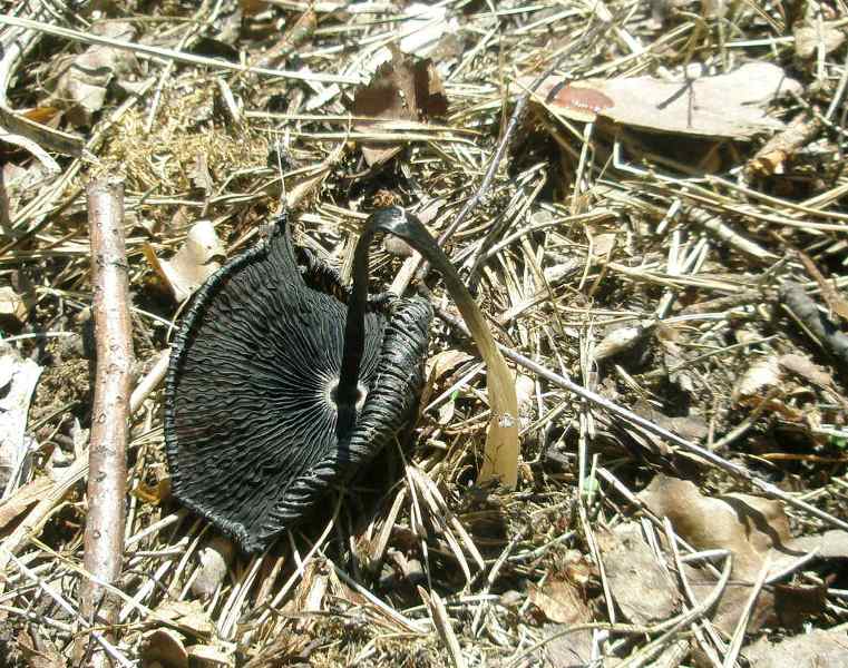 0_0_coprinus_sp_4.jpg