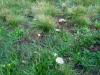 1_agaricus_campestris_1_t1.jpg