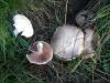 1_agaricus_campestris_1a_t1.jpg