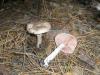 1_agaricus_silvaticus_1_t1.jpg