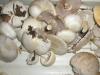 1_agaricus_silvicola_1_t1.jpg