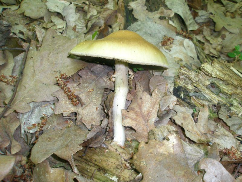 1_agrocybe_praecos_1.jpg