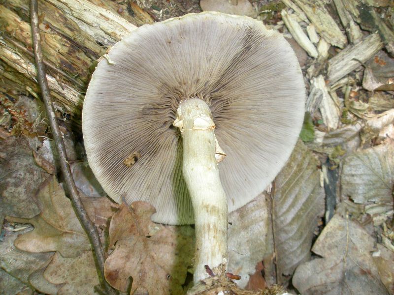 1_agrocybe_praecos_1a.jpg