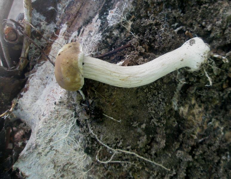 1_agrocybe_praecos_1b.jpg