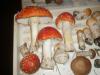 1_amanita_muscaria_7_t1.jpg