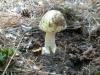 1_amanita_phalloides_3_t1.jpg