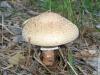 1_amanita_rubescens_1_t1.jpg