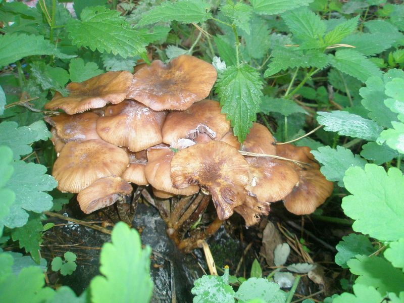 1_armillaria_mellea_2.jpg