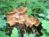 1_armillaria_mellea_2_t1.jpg