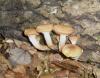 1_armillaria_mellea_3_t1.jpg