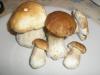 1_boletus_edulis_2_t1.jpg