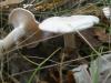 1_clitocybe_cerrusata_1_t1.jpg