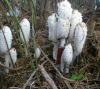 1_coprinus_comatus_1_t1.jpg