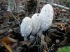 1_coprinus_comatus_2a_t1.jpg