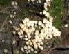 1_coprinus_disseminatus_1_t1.jpg