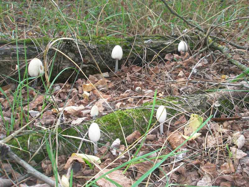 1_coprinus_sp_1.jpg