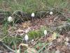 1_coprinus_sp_1_t1.jpg