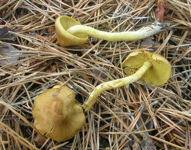 1_cortinarius_croceus_1.jpg