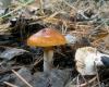 1_cortinarius_mucosus_1_t1.jpg