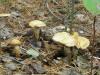 1_cortinarius_trivialis_1a_t1.jpg