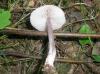 1_cystolepiota_bucknalli_1a_t1.jpg