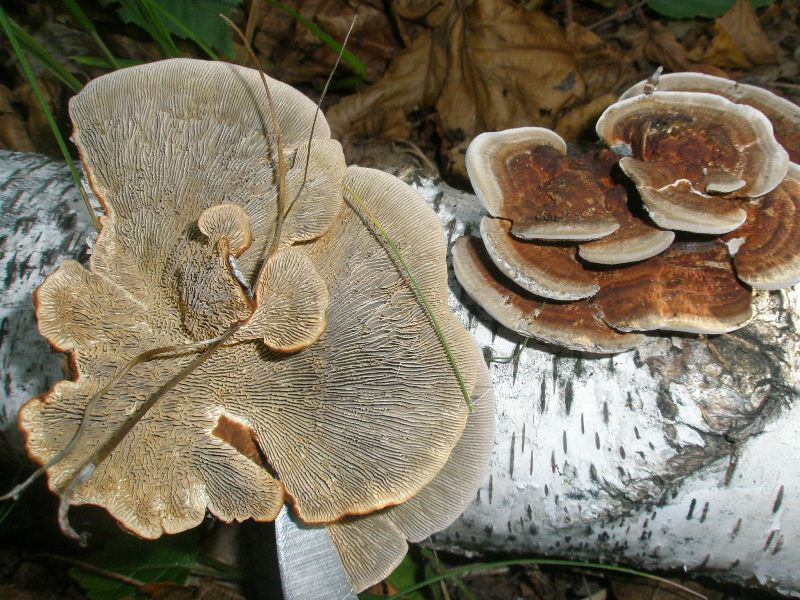 1_daedaleopsis_tricolor.jpg