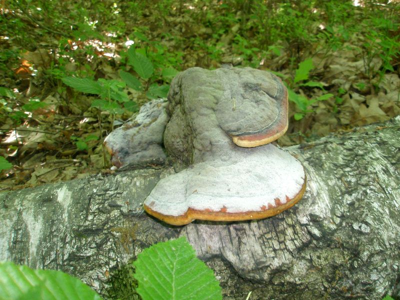 1_fomitopsis_pinicola_2.jpg