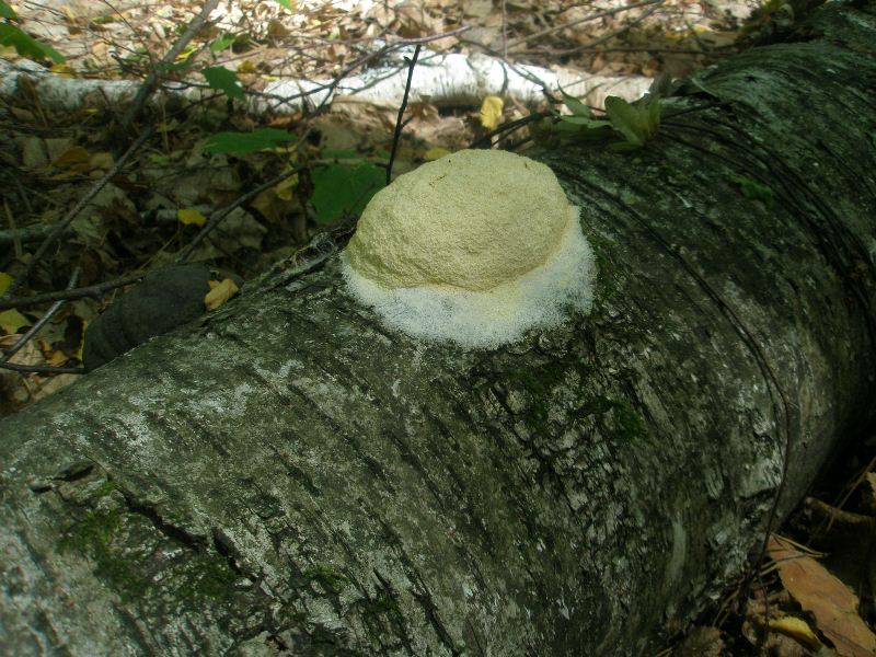1_fuligo_septica_1.jpg