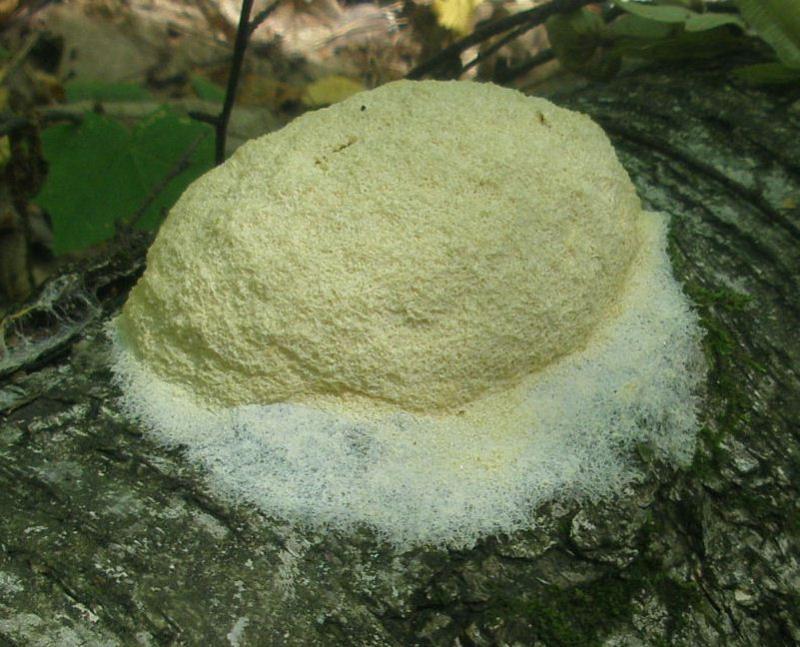 1_fuligo_septica_1a.jpg
