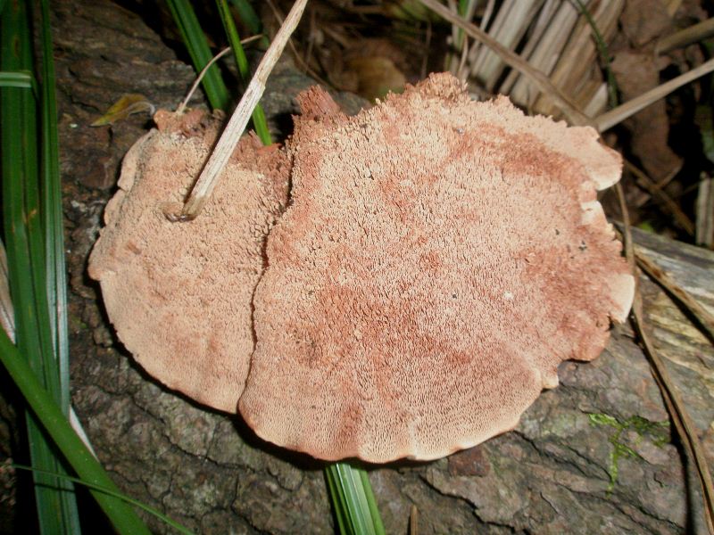 1_hapolopilus_nidulans_1.jpg