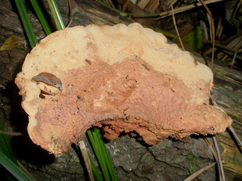 1_hapolopilus_nidulans_1a.jpg