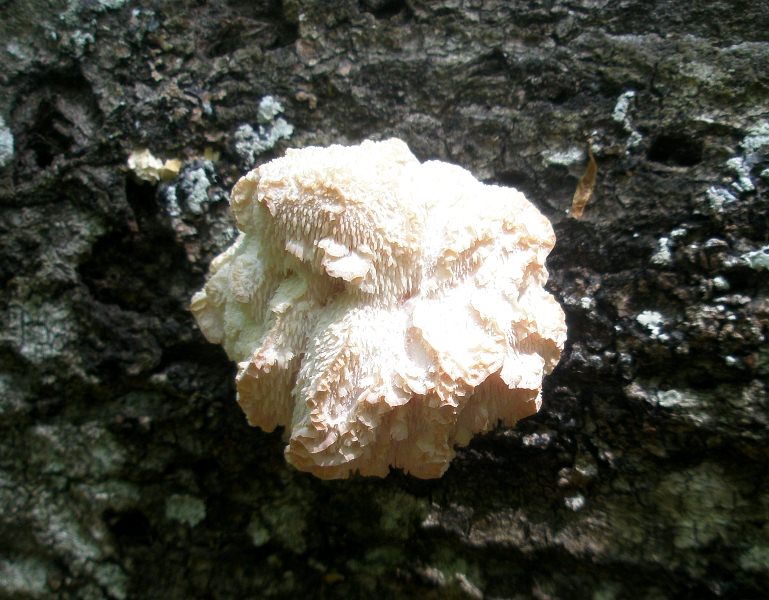 1_hericium_cirrhatum_1_erinaceus.jpg