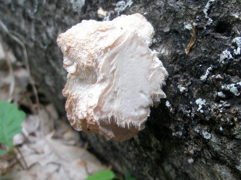 1_hericium_cirrhatum_1b_erinaceus.jpg