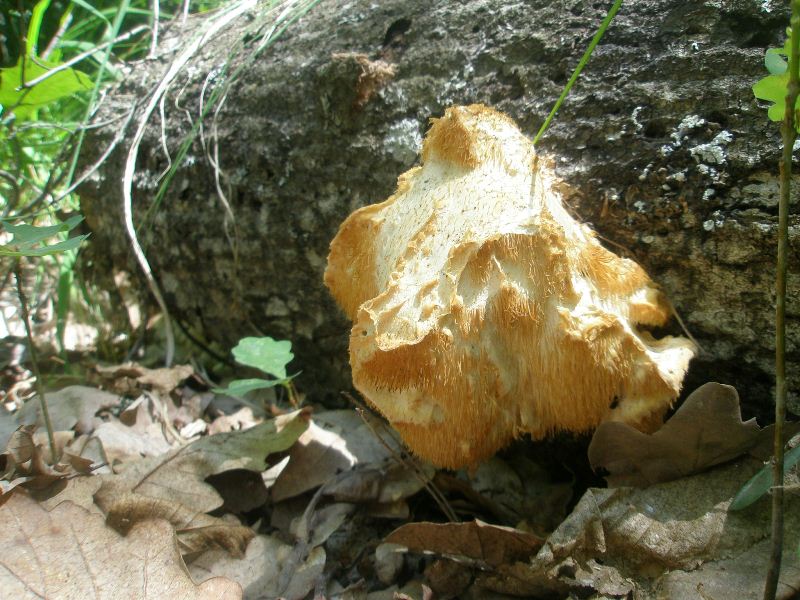 1_hericium_erinaceus_1a.jpg