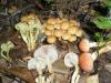 1_hypholoma_fasciculare_lateritia_1a_t1.jpg