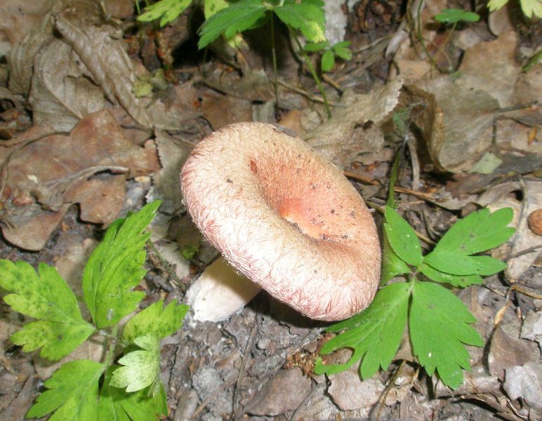 1_lactarius_torminosus_1.jpg