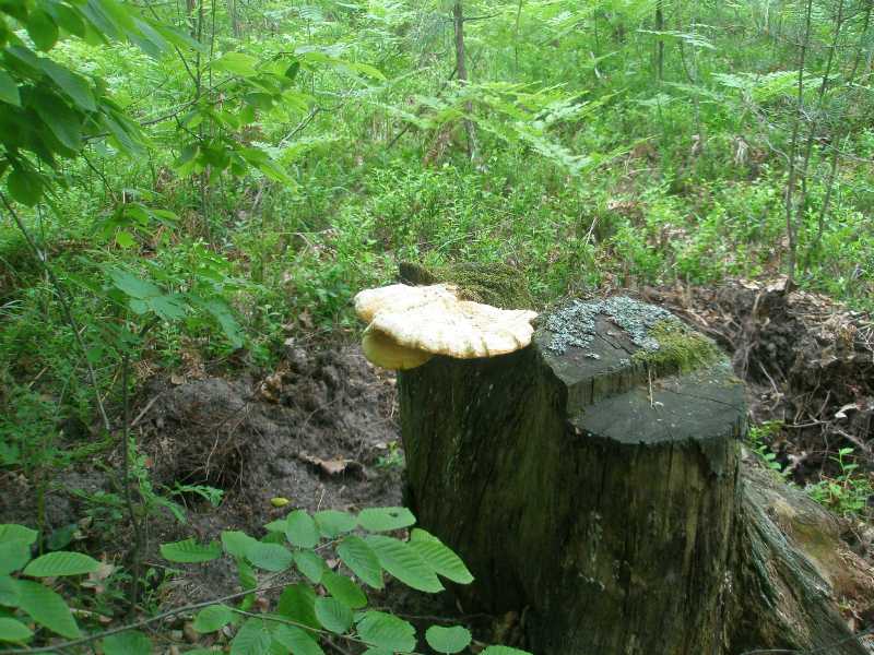 1_laetiporus_sulphureus_1.jpg