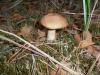 1_leccinum_scabrum_t1.jpg