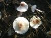 1_lepiota_sp_1_t1.jpg