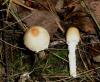 1_lepiota_sp_2a_t1.jpg