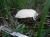 1_leucoagaricus_leucothites_1_t1.jpg