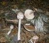 1_macrolepiota_pluteus_t1.jpg