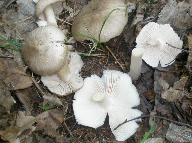 1_megacollybia_platyphylla_1.jpg