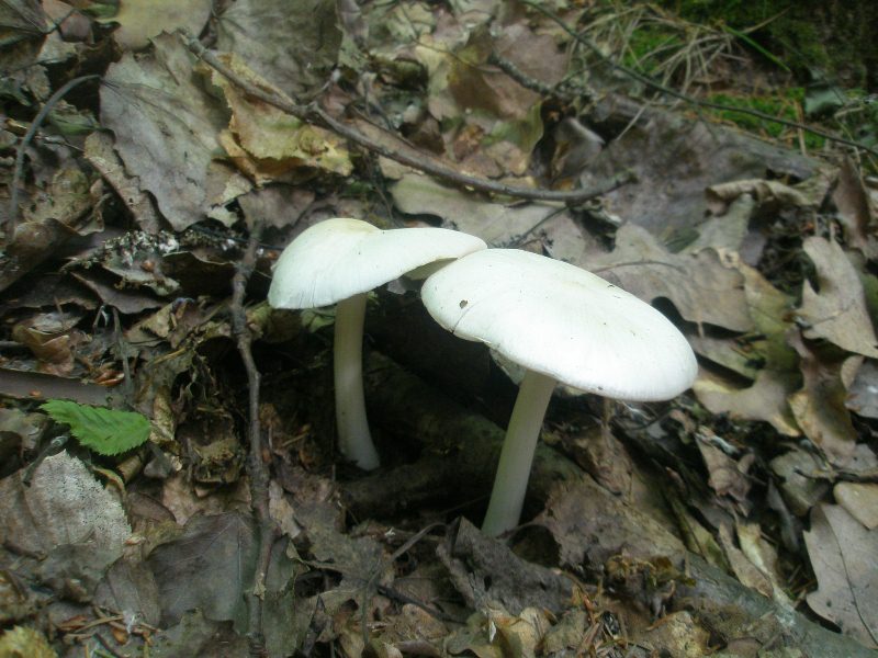 1_megacollybia_platyphylla_2.jpg