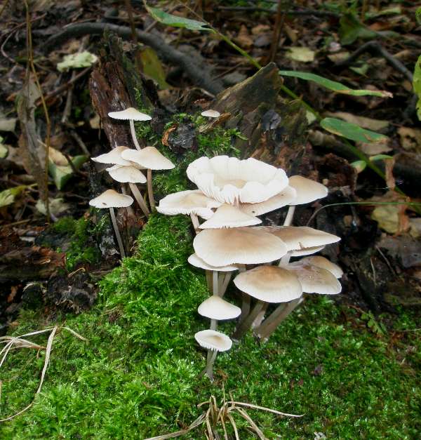 1_mycena_galericulata_1.jpg