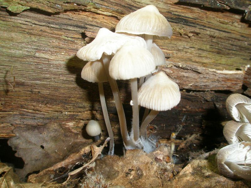 1_mycena_galericulata_1b.jpg