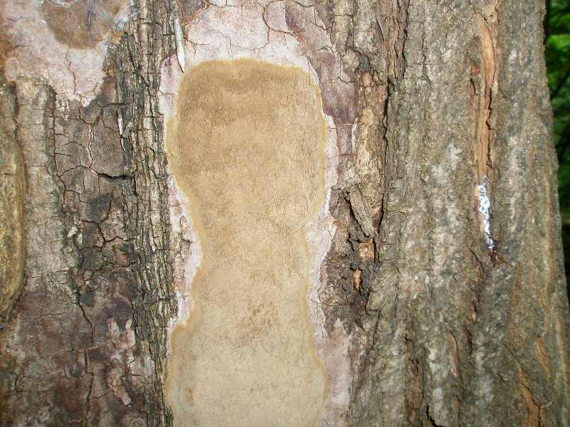 1_phellinus_picea_1.jpg