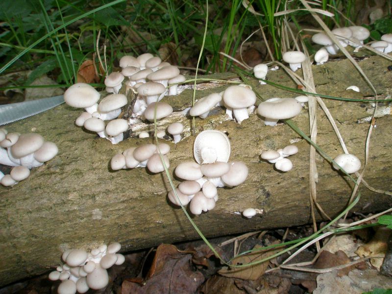 1_pleurotus_ostreatus_1.jpg