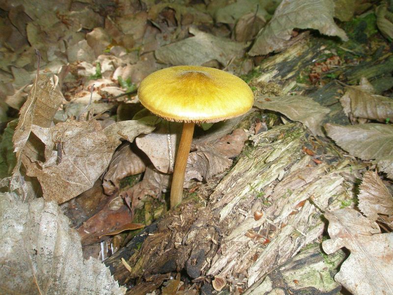 1_pluteus_leoninus_1.jpg