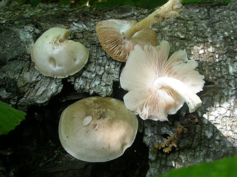 1_pluteus_pellitus_2.jpg